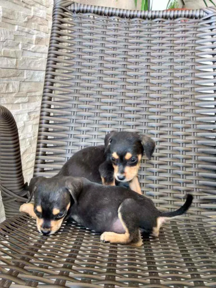 Cachorro ra a Indefinida idade Abaixo de 2 meses nome 8 filhotinhos