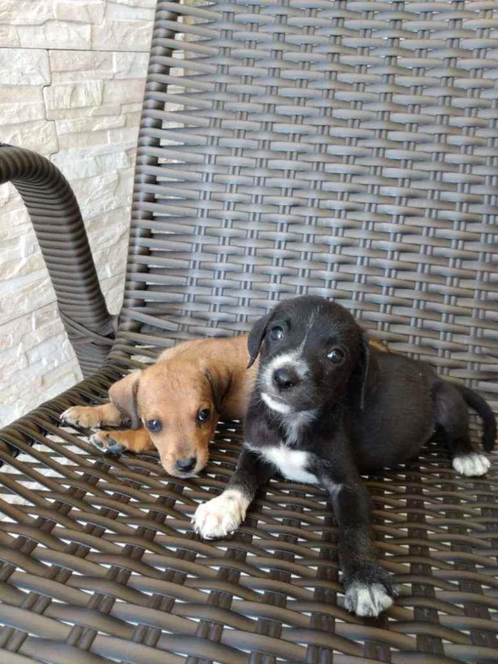 Cachorro ra a Indefinida idade Abaixo de 2 meses nome 8 filhotinhos