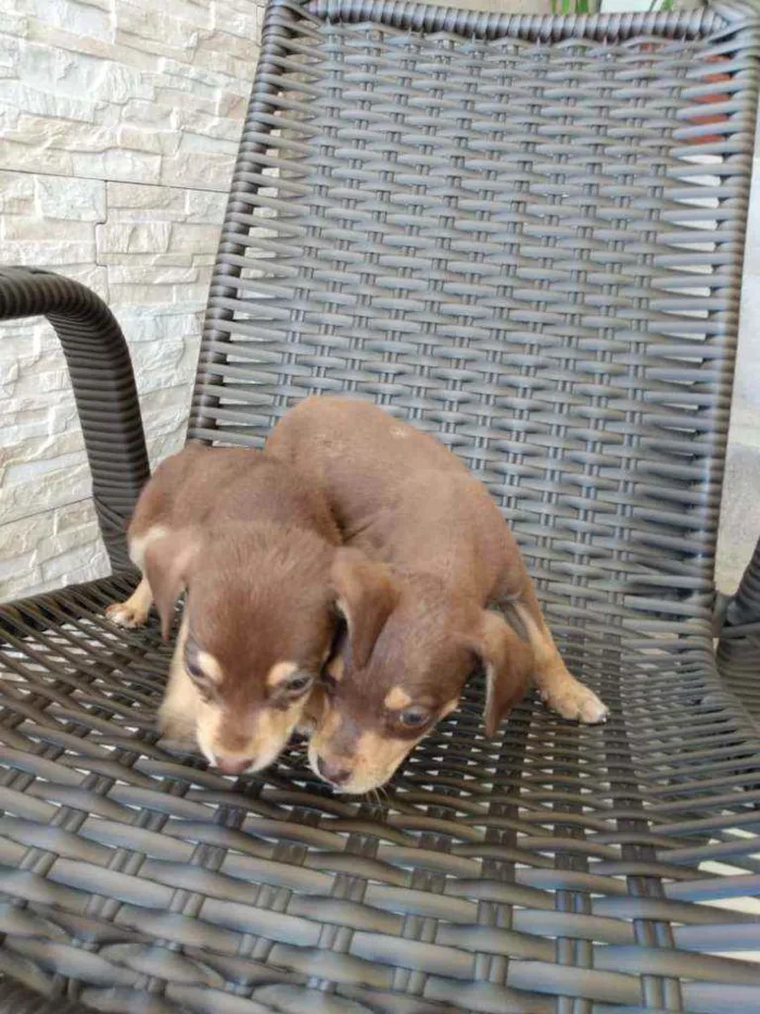 Cachorro ra a Indefinida idade Abaixo de 2 meses nome 8 filhotinhos