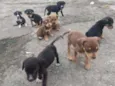 8 filhotinhos