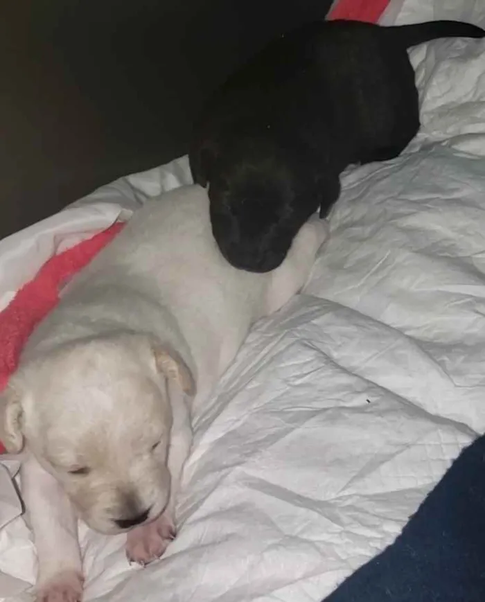 Cachorro ra a SRD idade Abaixo de 2 meses nome Bella/Belita