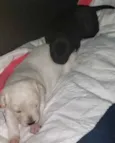 Bella/Belita