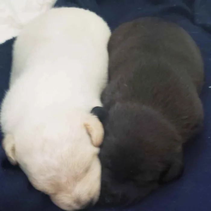 Cachorro ra a SRD idade Abaixo de 2 meses nome Bella/Belita