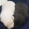 Bella/Belita