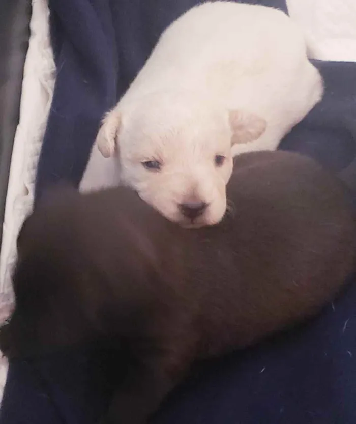 Cachorro ra a SRD idade Abaixo de 2 meses nome Bella/Belita