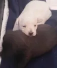 Bella/Belita