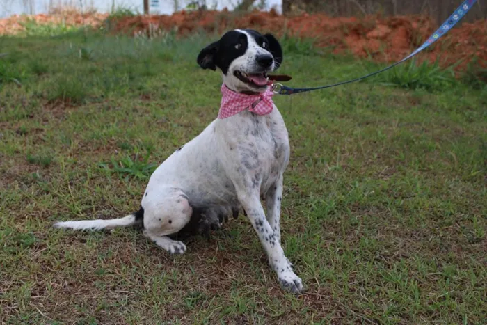 Cachorro ra a SRD-ViraLata idade 5 anos nome Glória