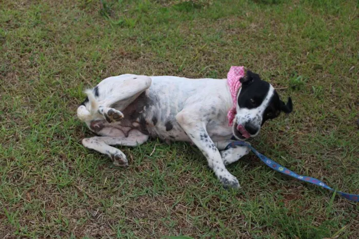 Cachorro ra a SRD-ViraLata idade 5 anos nome Glória