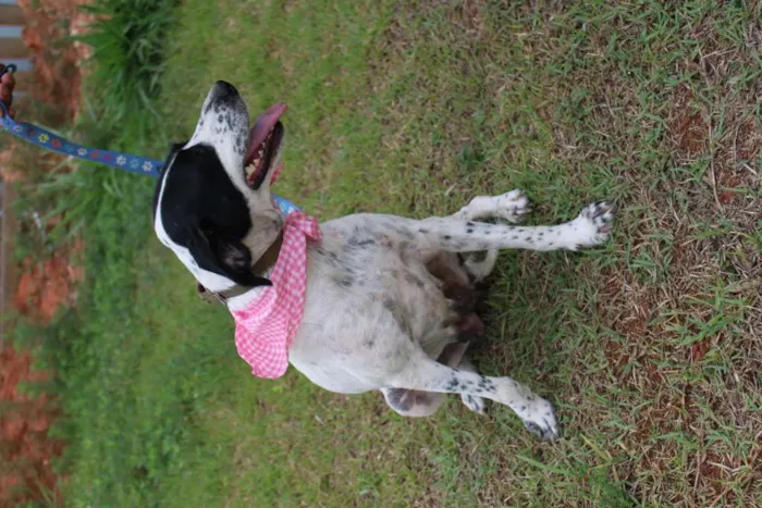 Cachorro ra a SRD-ViraLata idade 5 anos nome Glória