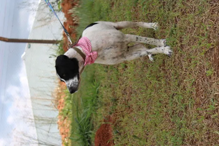 Cachorro ra a SRD-ViraLata idade 5 anos nome Glória