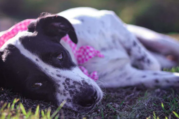 Cachorro ra a SRD-ViraLata idade 5 anos nome Glória