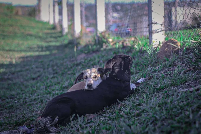Cachorro ra a SRD-ViraLata idade 1 ano nome Maria e Gonzalinho