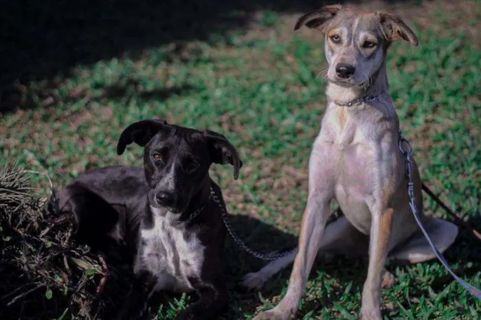 Cachorro ra a SRD-ViraLata idade 1 ano nome Maria e Gonzalinho