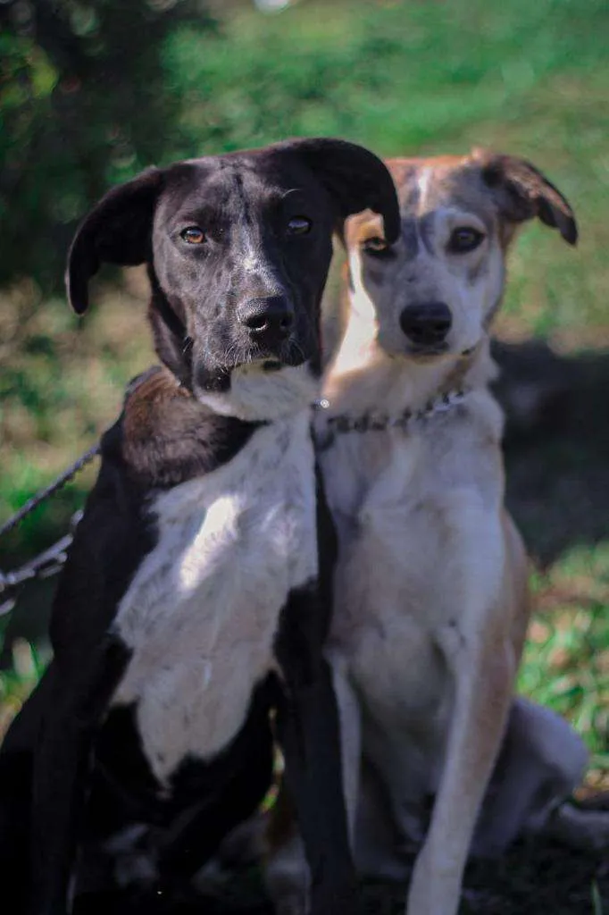 Cachorro ra a SRD-ViraLata idade 1 ano nome Maria e Gonzalinho