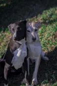 Maria e Gonzalinho