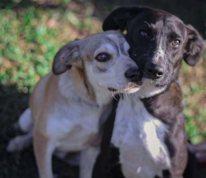 Cachorro ra a SRD-ViraLata idade 1 ano nome Maria e Gonzalinho
