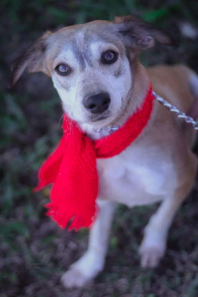 Cachorro ra a SRD-ViraLata idade 1 ano nome Maria e Gonzalinho