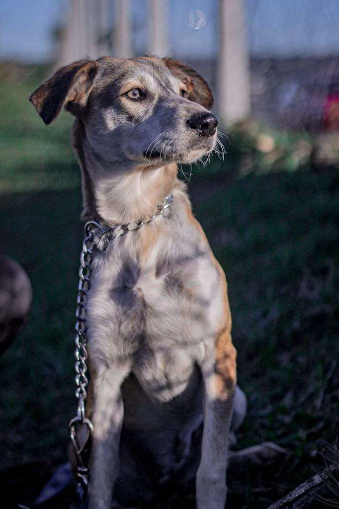 Cachorro ra a SRD-ViraLata idade 1 ano nome Maria e Gonzalinho