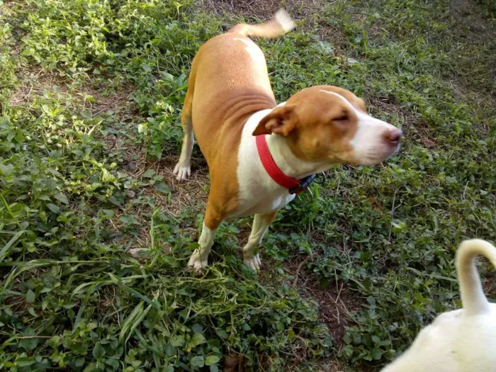 Cachorro ra a Pit-Bull idade 5 anos nome Lana e Thor