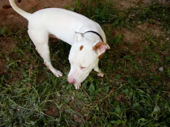 Cachorro ra a Pit-Bull idade 5 anos nome Lana e Thor