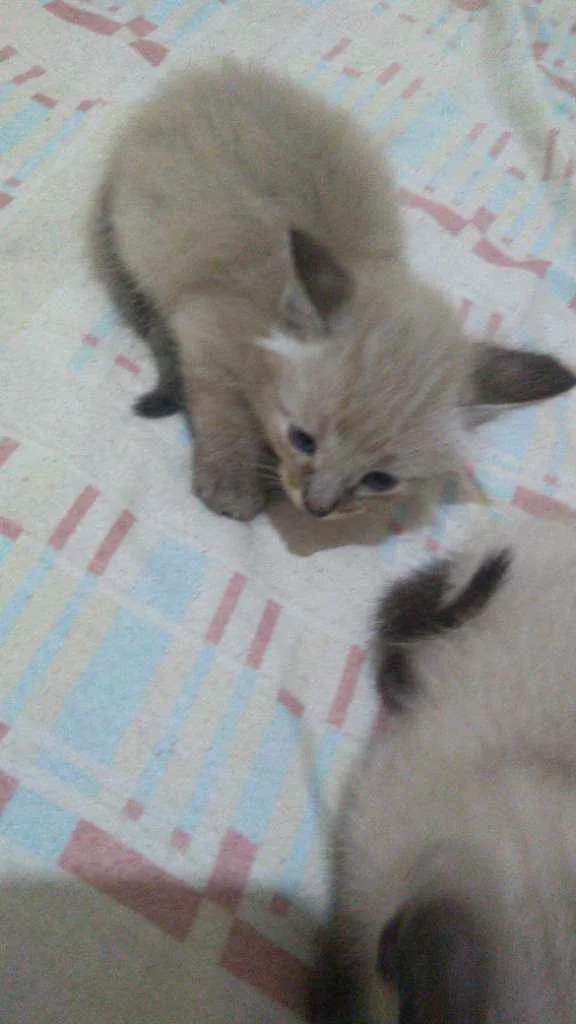 Gato ra a Mistiso idade 2 a 6 meses nome Filhotes
