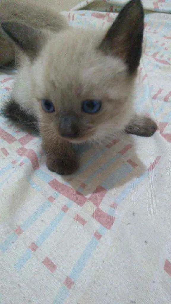 Gato ra a Mistiso idade 2 a 6 meses nome Filhotes