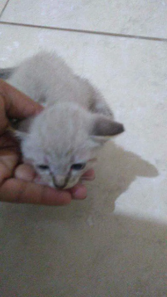 Gato ra a Mistiso idade 2 a 6 meses nome Filhotes