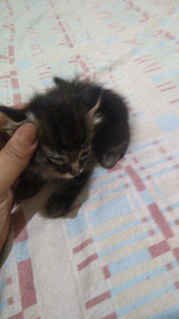 Gato ra a Mistiso idade 2 a 6 meses nome Filhotes
