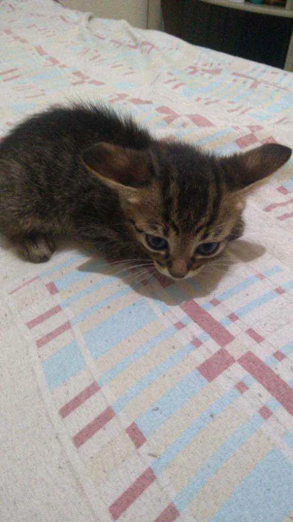 Gato ra a Mistiso idade 2 a 6 meses nome Filhotes