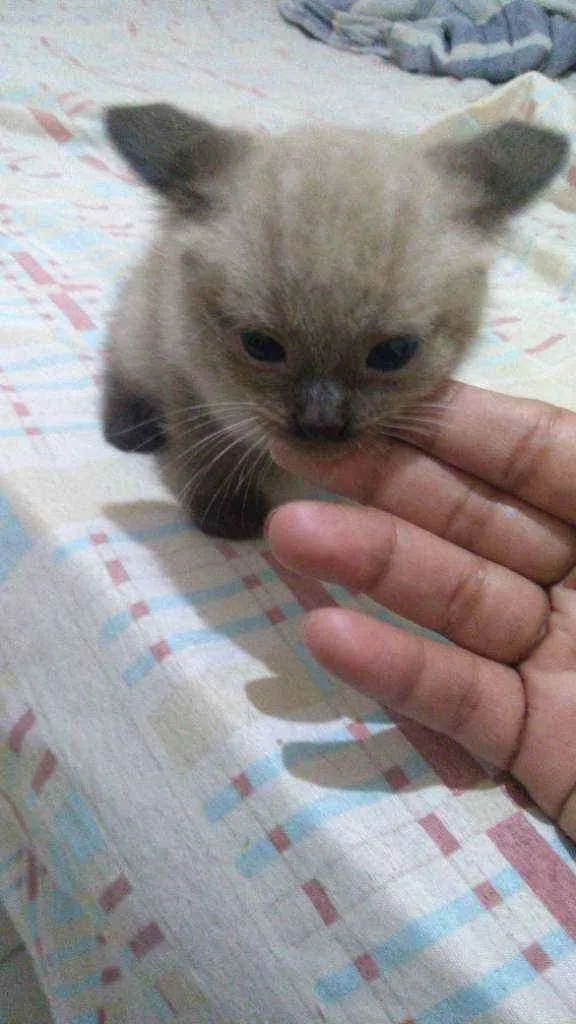 Gato ra a Mistiso idade 2 a 6 meses nome Filhotes