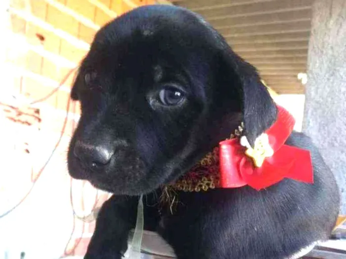 Cachorro ra a  idade  nome Filhotes 