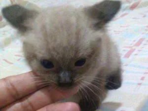Gato raça Mistiso idade 2 a 6 meses nome Filhotes