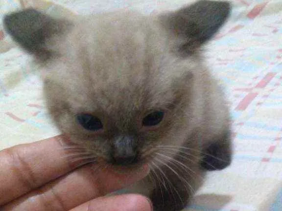 Gato ra a Mistiso idade 2 a 6 meses nome Filhotes