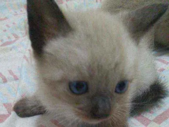 Gato ra a Mistiso idade 2 a 6 meses nome Filhotes