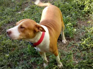 Cachorro raça Pit-Bull idade 5 anos nome Lana e Thor