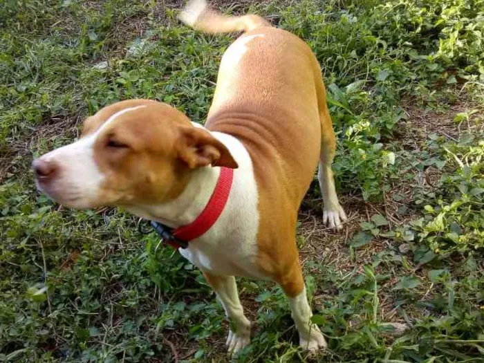 Cachorro ra a Pit-Bull idade 5 anos nome Lana e Thor