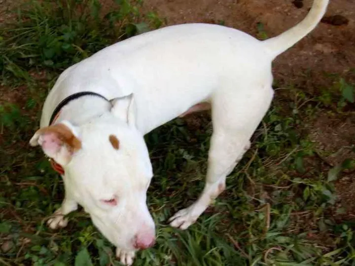 Cachorro ra a Pit-Bull idade 5 anos nome Lana e Thor