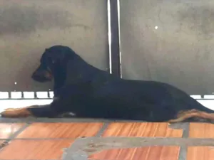 Cachorro raça SRD-ViraLata idade 2 anos nome Scooby