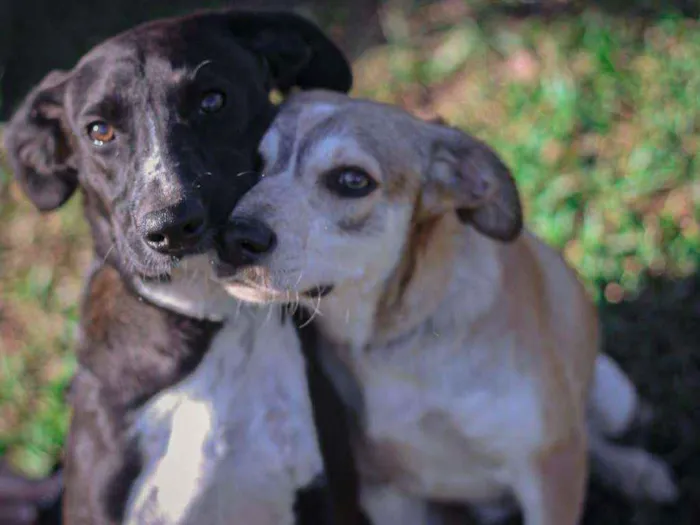 Cachorro ra a SRD-ViraLata idade 1 ano nome Maria e Gonzalinho