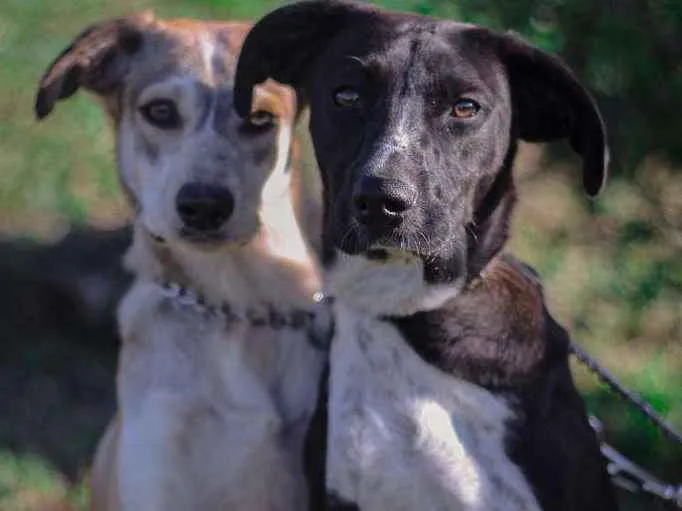 Cachorro ra a SRD-ViraLata idade 1 ano nome Maria e Gonzalinho