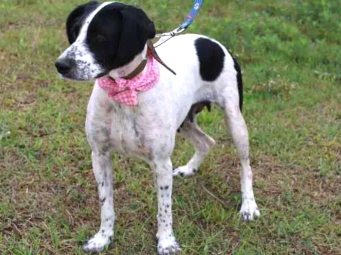 Cachorro ra a SRD-ViraLata idade 5 anos nome Glória