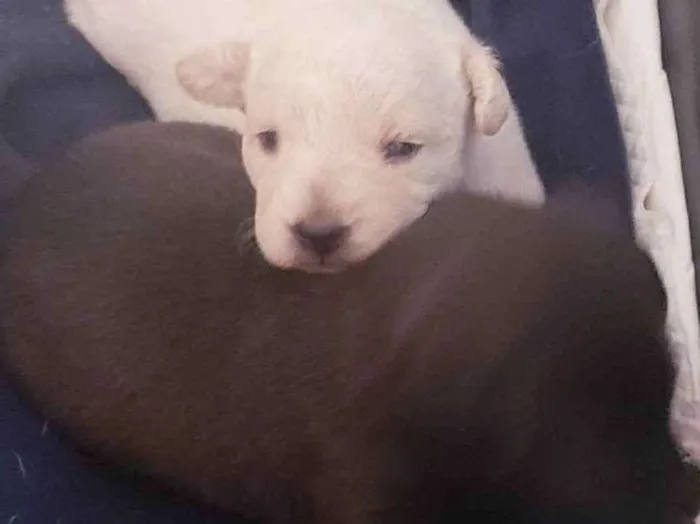 Cachorro ra a SRD idade Abaixo de 2 meses nome Bella/Belita