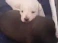 Bella/Belita