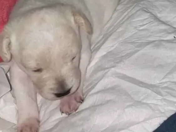 Cachorro ra a SRD idade Abaixo de 2 meses nome Bella/Belita