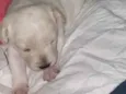 Bella/Belita
