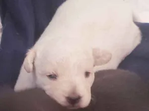 Cachorro raça SRD idade Abaixo de 2 meses nome Bella/Belita