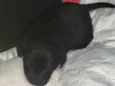 Bella/Belita