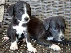 Cachorro raça Indefinida idade Abaixo de 2 meses nome 8 filhotinhos