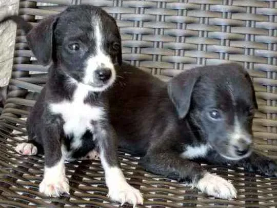 Cachorro ra a Indefinida idade Abaixo de 2 meses nome 8 filhotinhos