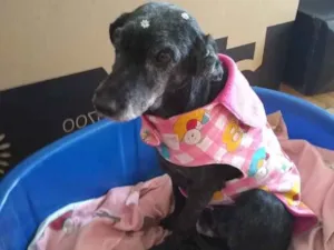 Cachorro raça Mistura com Lasha Apso idade 5 anos nome Mel